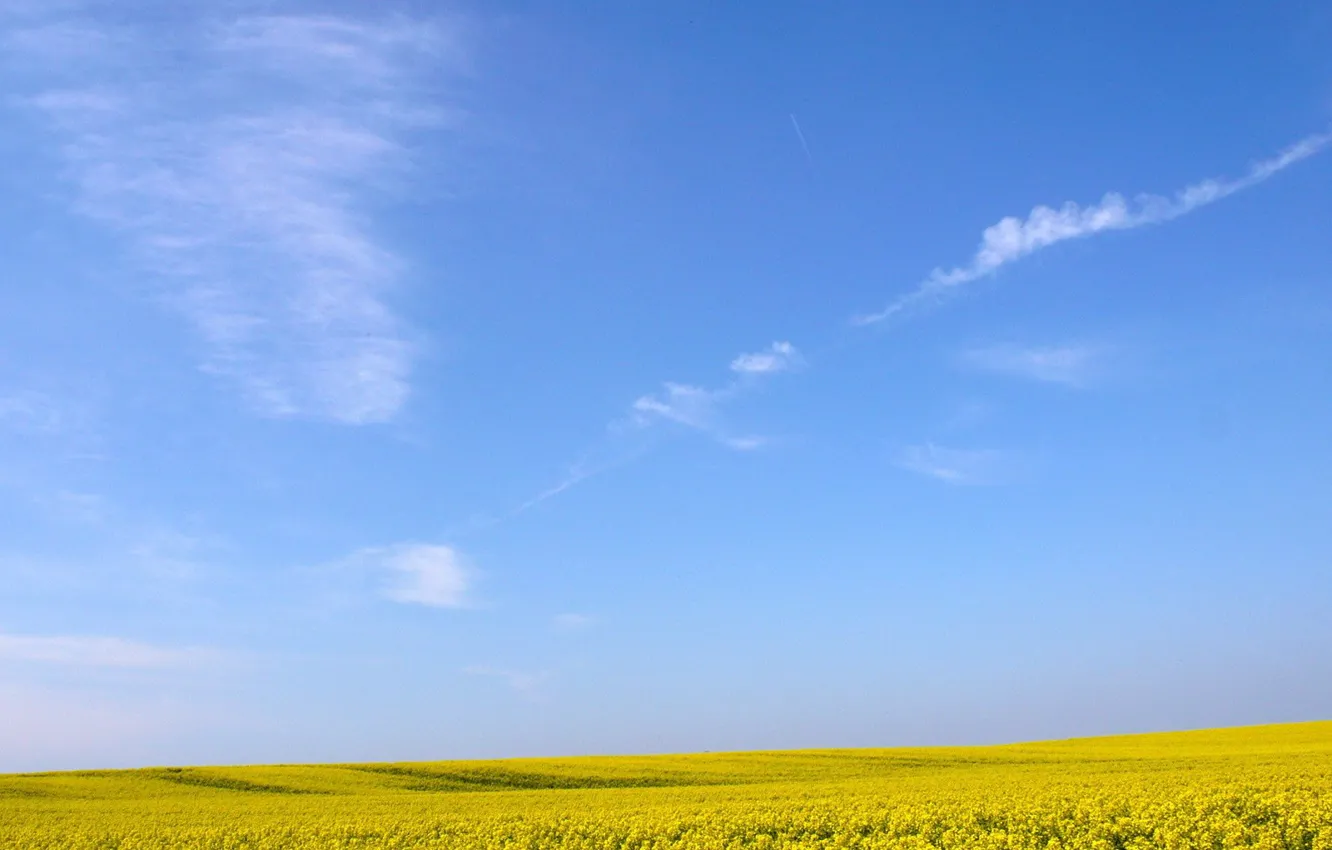 Фото обои поле, небо, цветы, Желтое