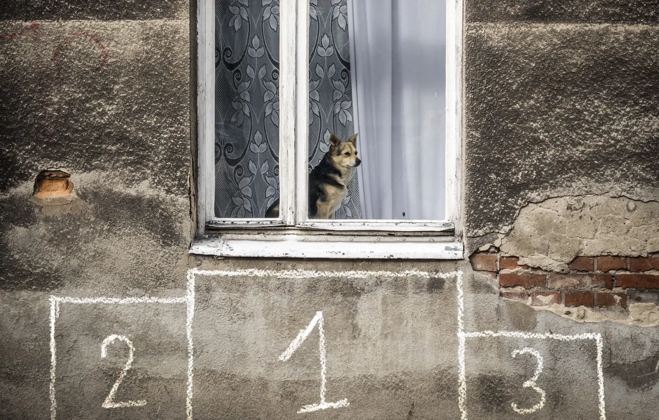 Фото обои дом, собака, окно