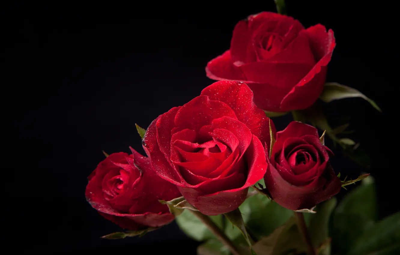 Фото обои темный фон, розы, бутоны, цветение