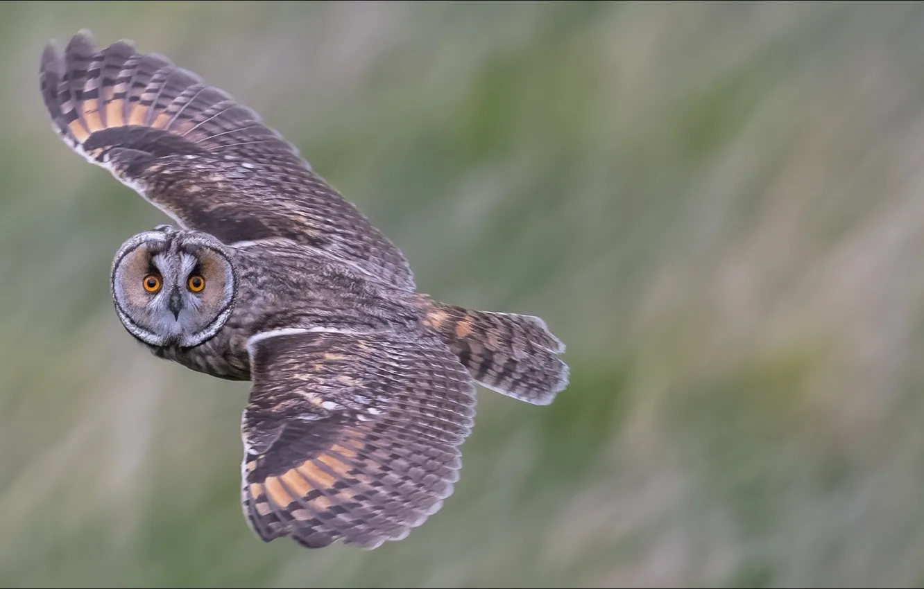 Фото обои взгляд, сова, птица, bird, момент, look, owl, moment