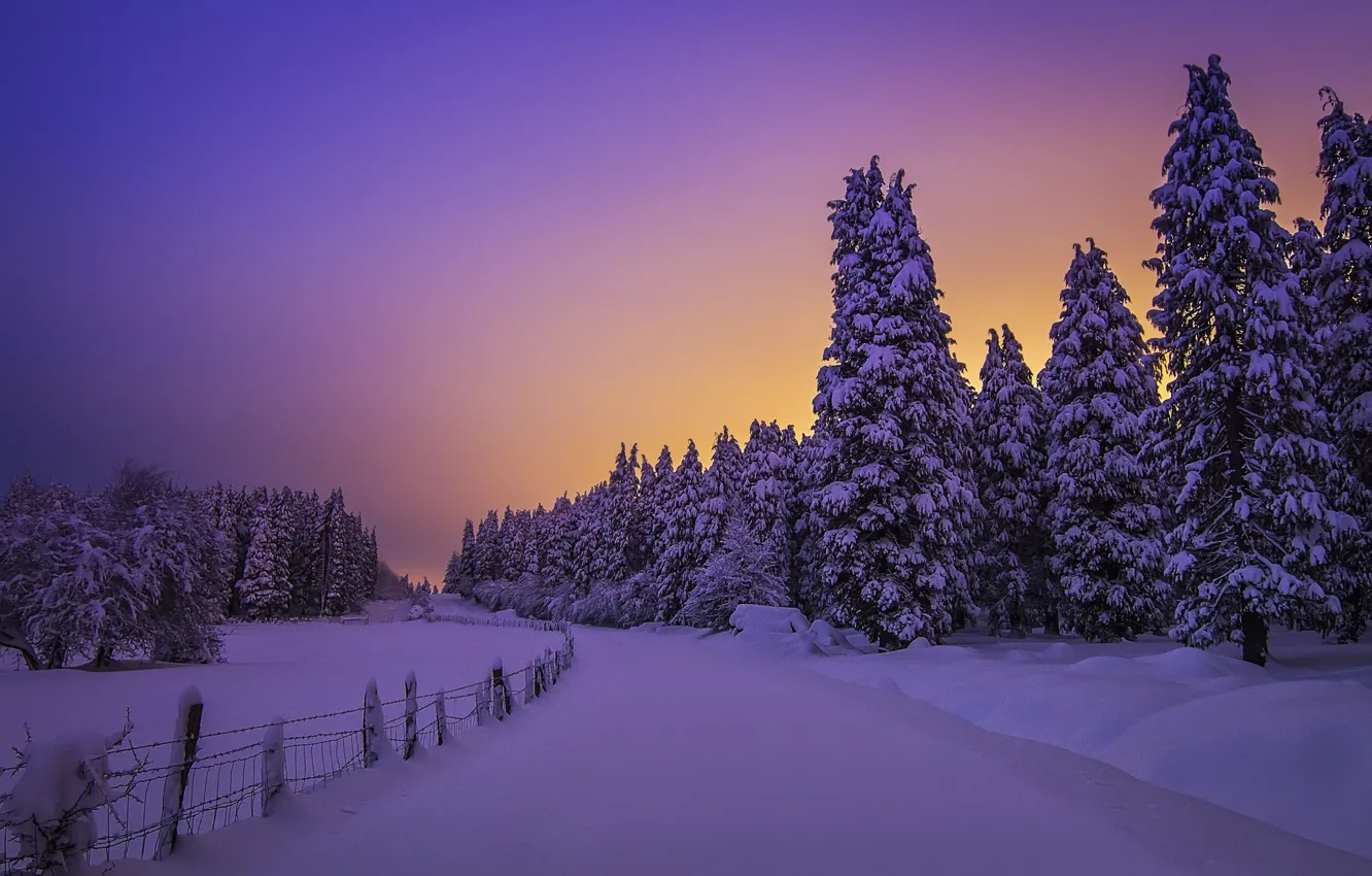Фото обои зима, лес, снег, деревья, закат, ели, сугробы, Испания