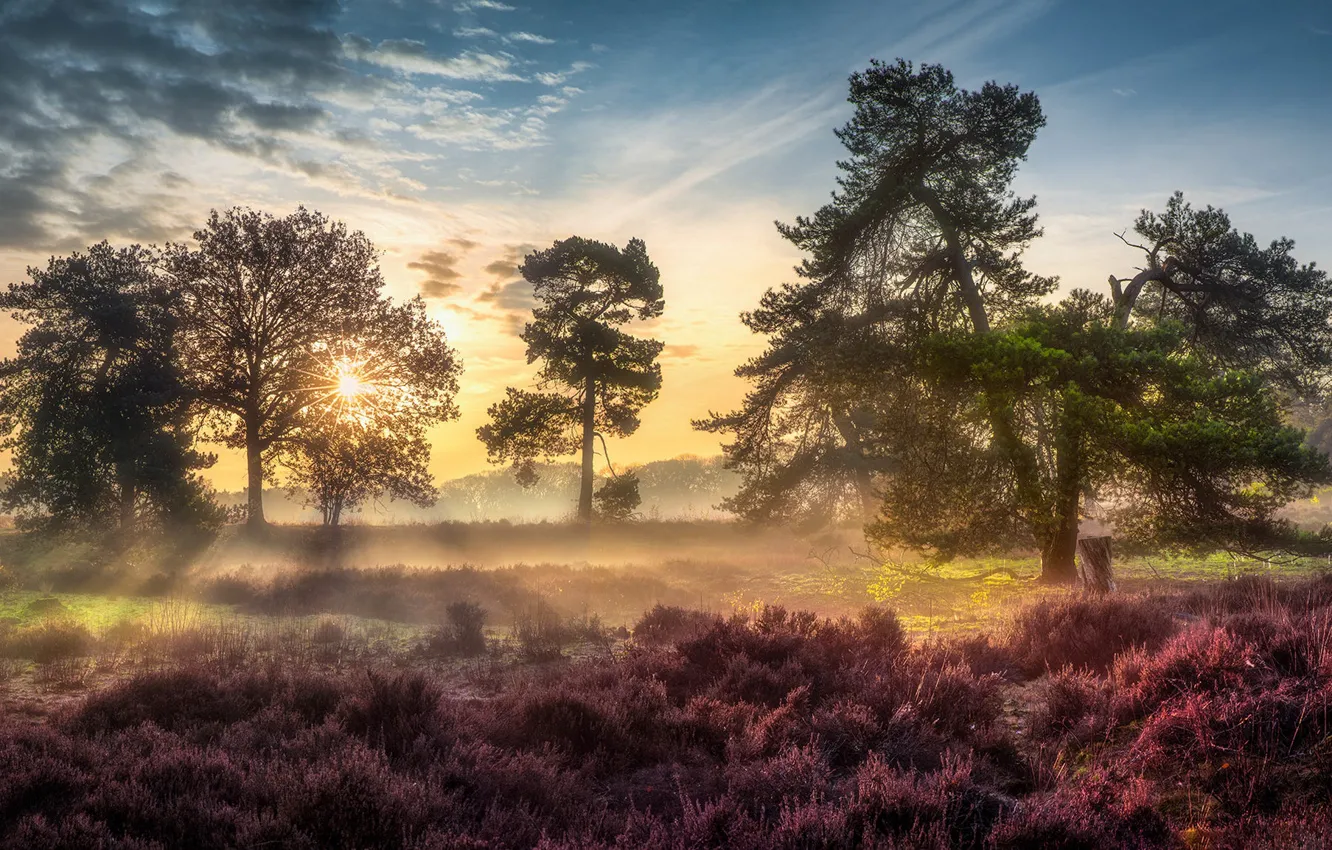 Фото обои небо, солнце, облака, лучи, свет, деревья, цветы, туман