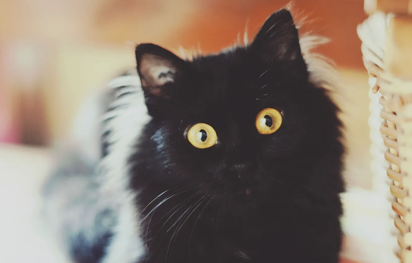 Фото обои кот, взгляд, кошак, котяра