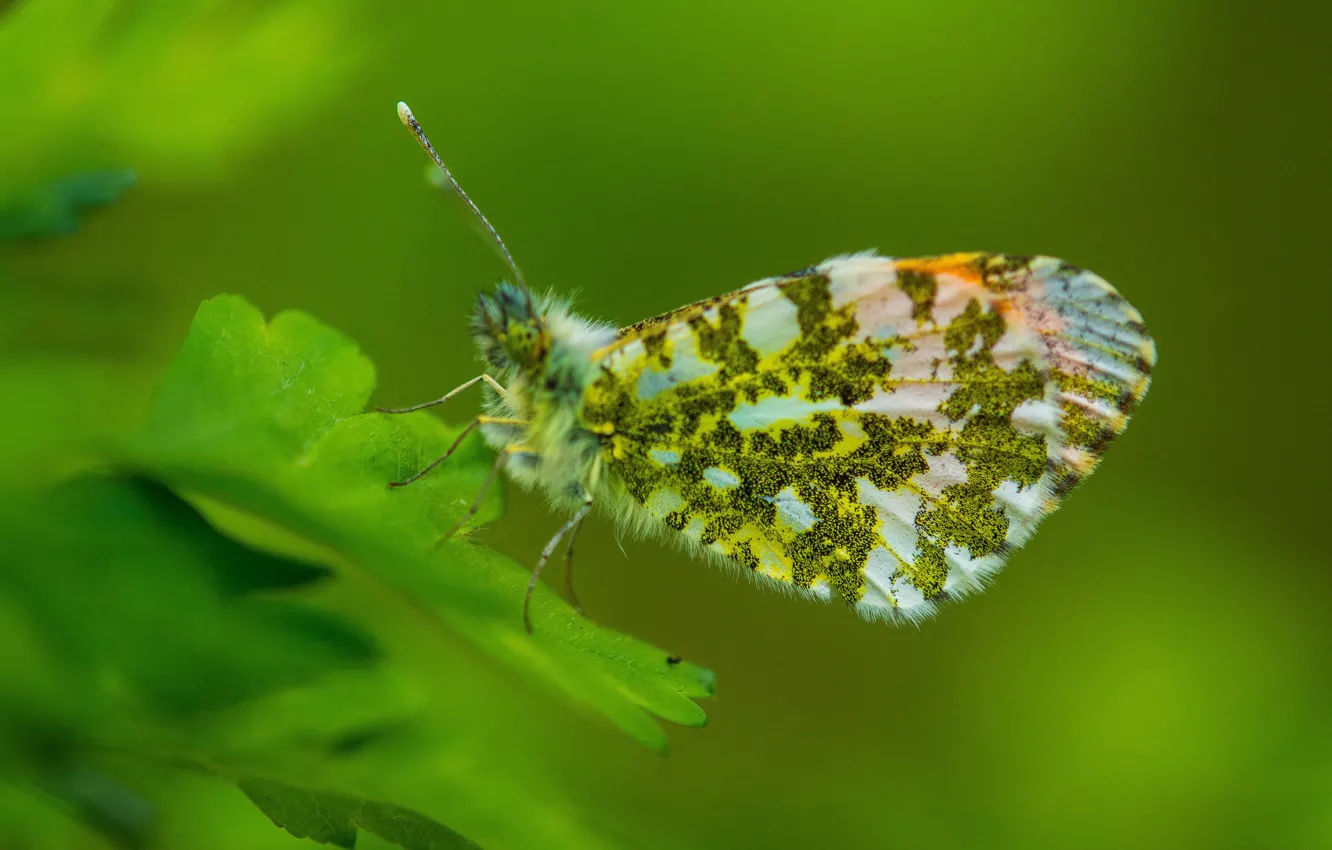Фото обои листья, green, Насекомые, зелёные, leaves, insects