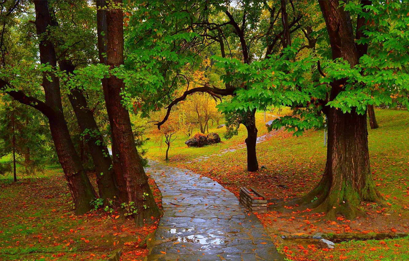 Фото обои Осень, Дождь, Лужа, Парк, Fall, Дорожка, Park, Autumn