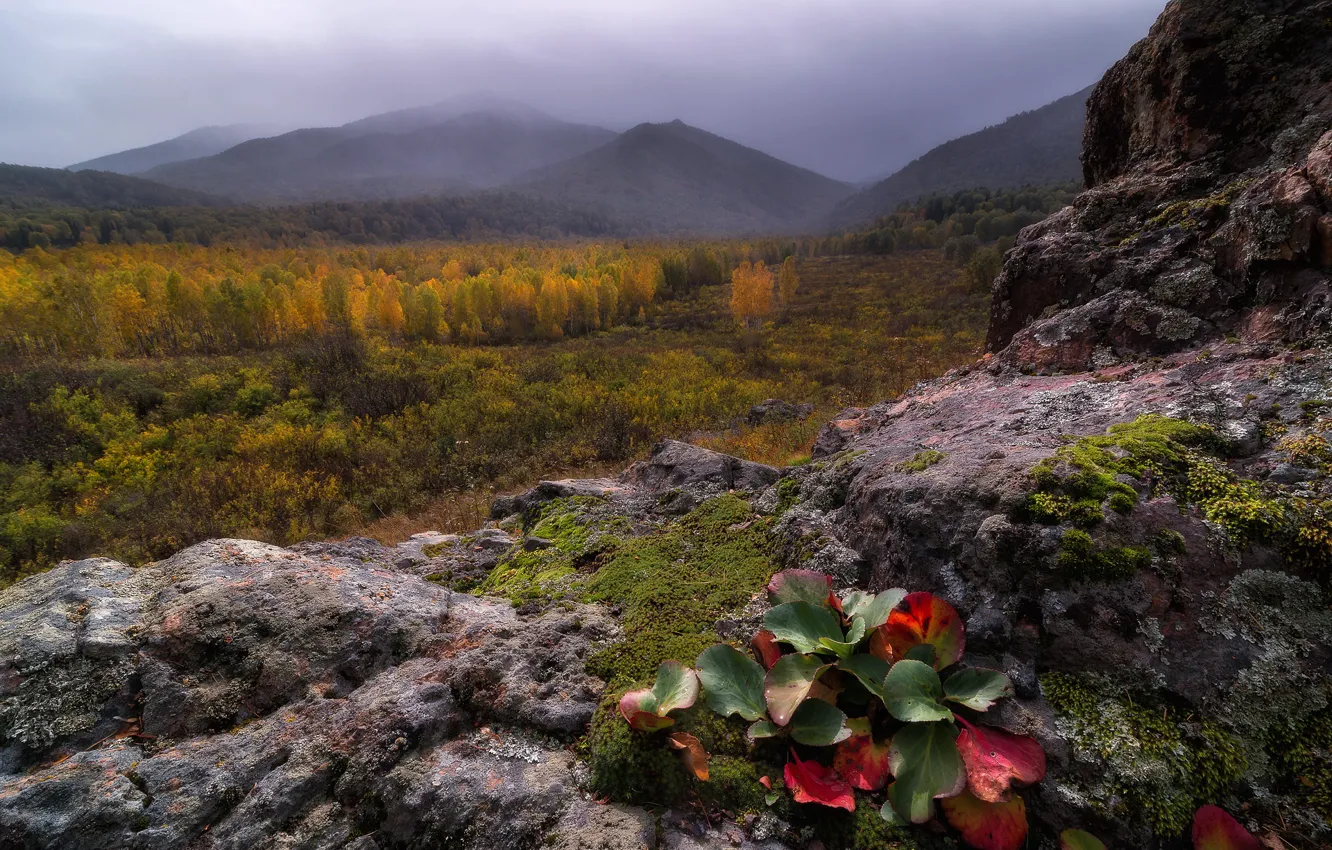 Фото обои осень, лес, листья, горы, туман, камни, скалы, растительность