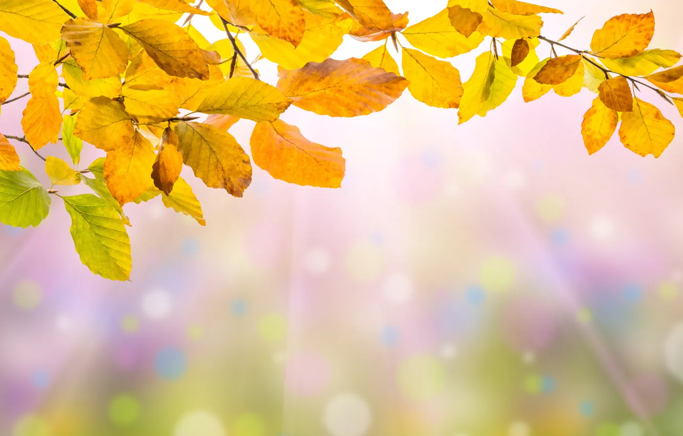 Фото обои осень, листья, colorful, background, autumn, leaves, осенние