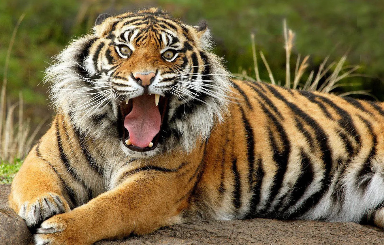Фото обои tiger, animal, Panthera tigris, big cat