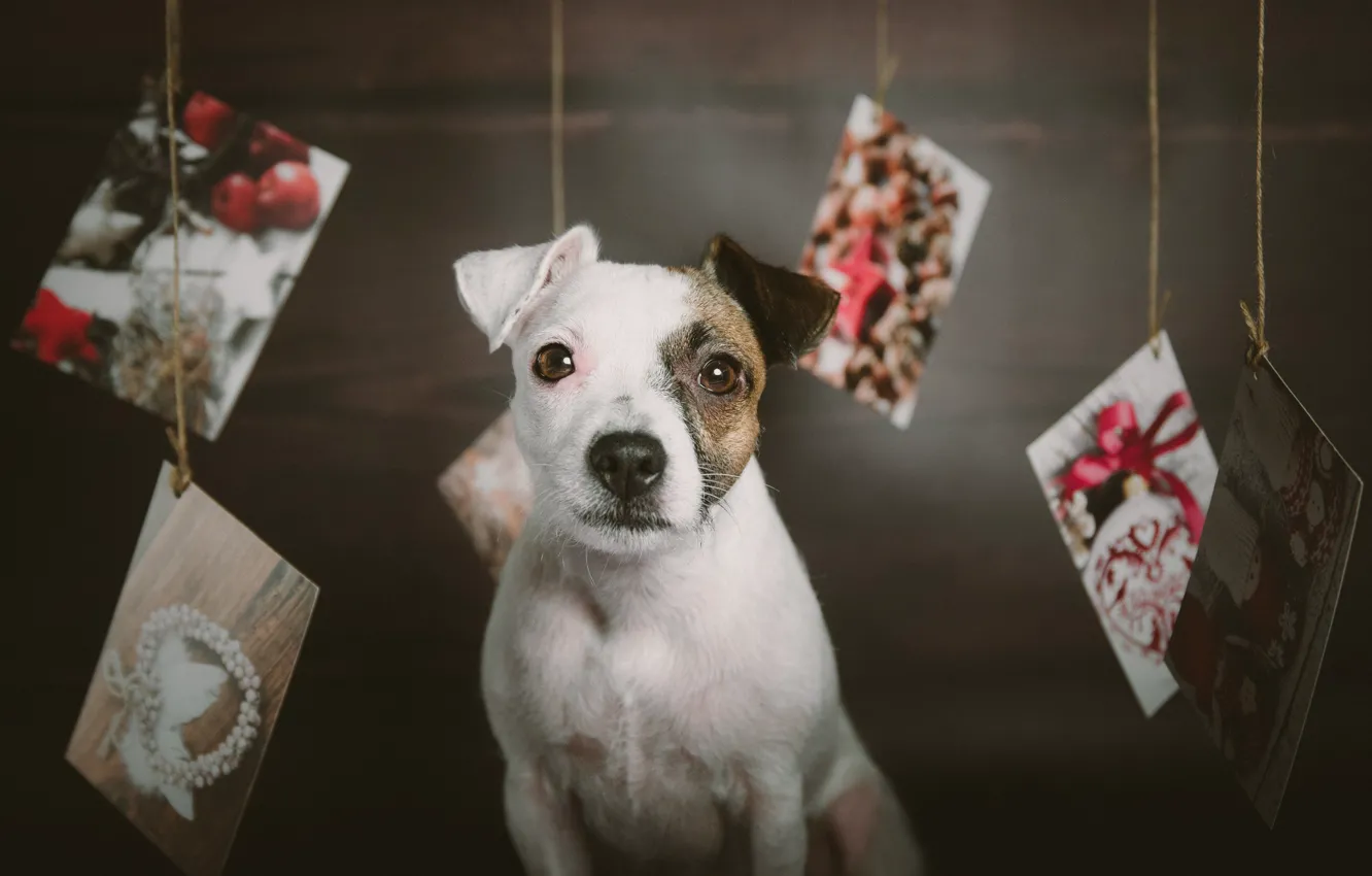 Фото обои взгляд, собака, Рождество, мордашка, пёсик, открытки, Парсон-рассел-терьер