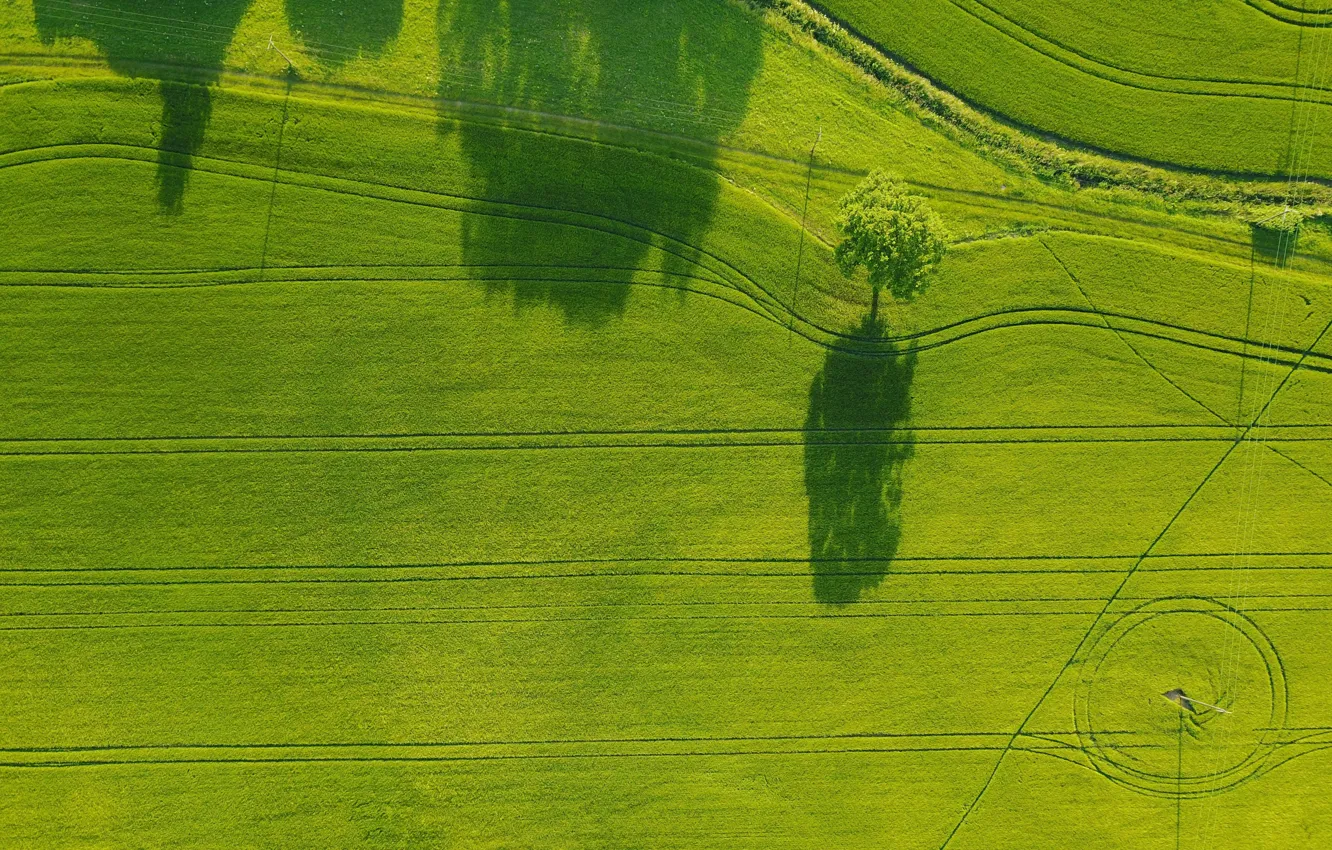 Фото обои дорога, поле, лето, деревья, зеленое поле