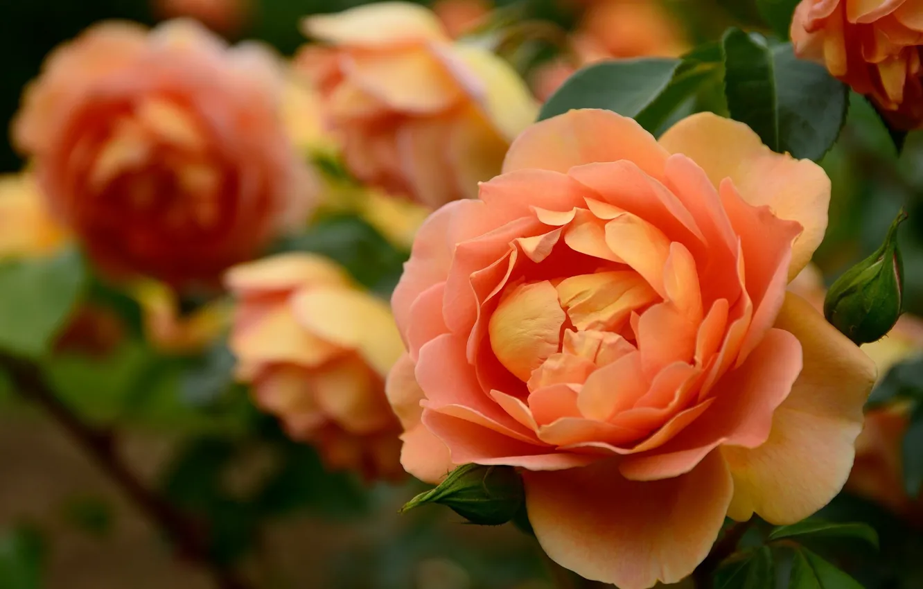 Фото обои оранжевый, розы, розарий