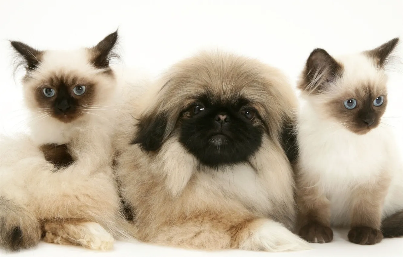 Фото обои котята, щенок, пушистые, пекинес