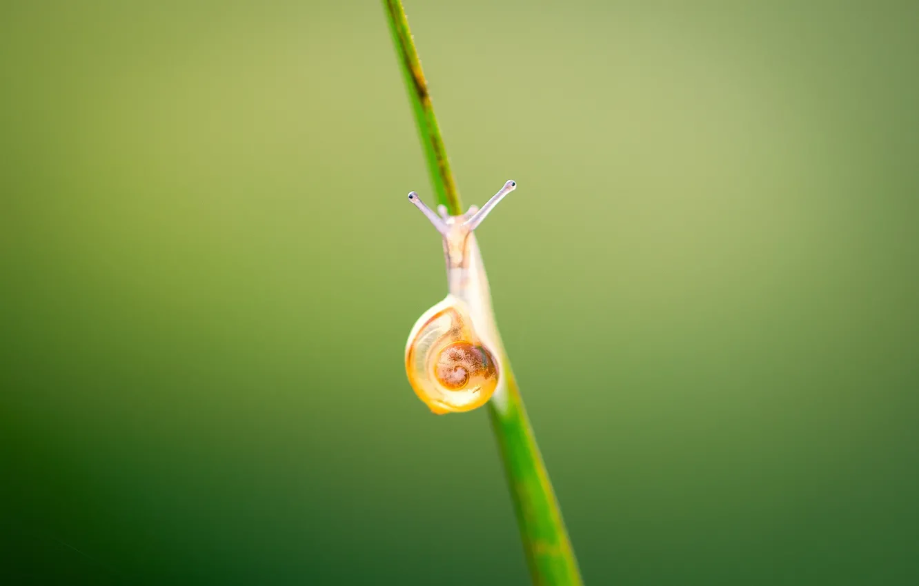 Фото обои shell, snail, stalk