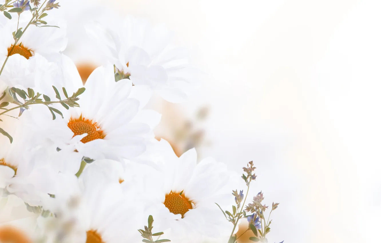Фото обои цветы, flowers, листики, leaves, white chrysanthemum, белые-хризантемы