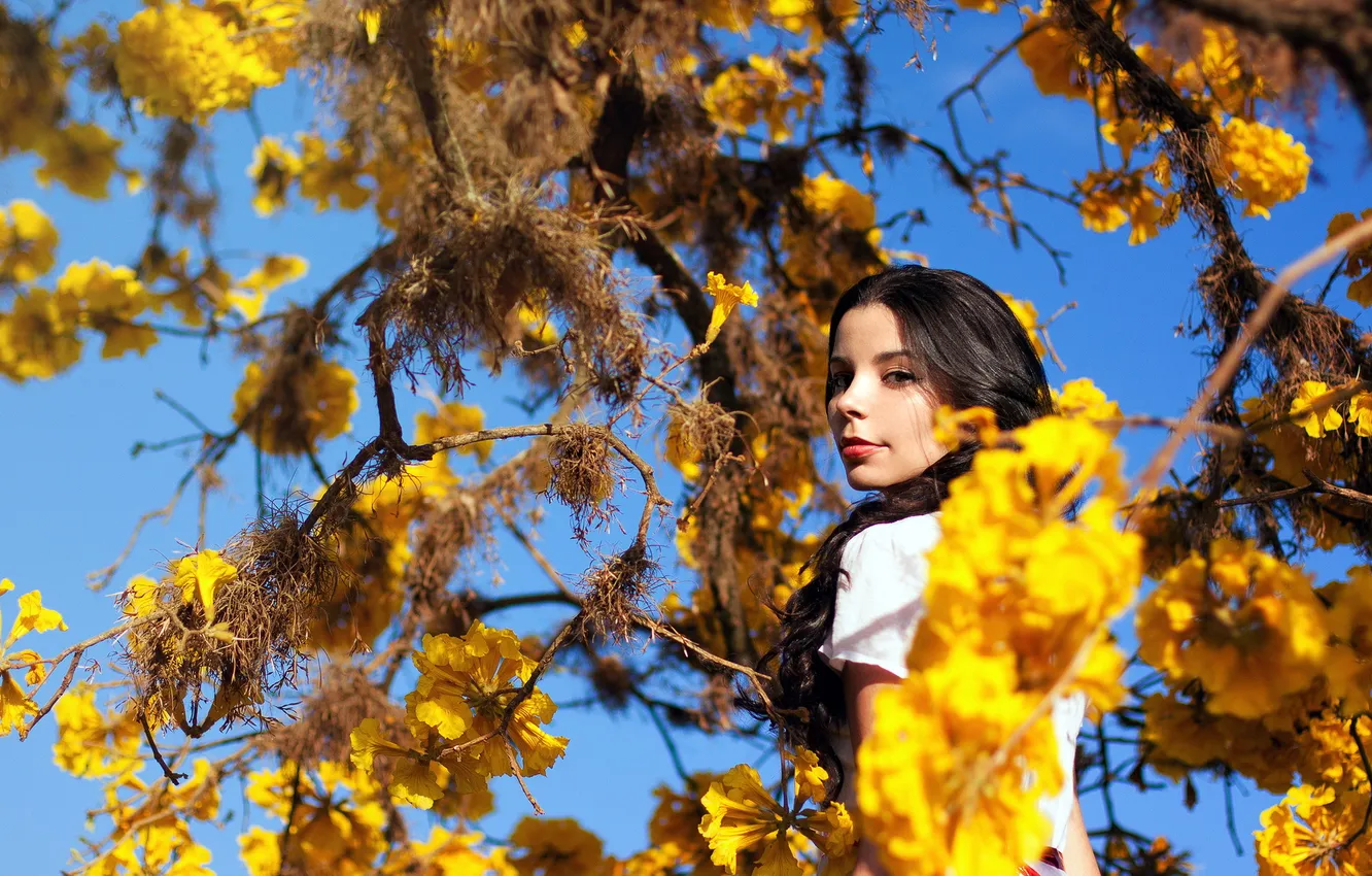 Фото обои осень, девушка, дерево