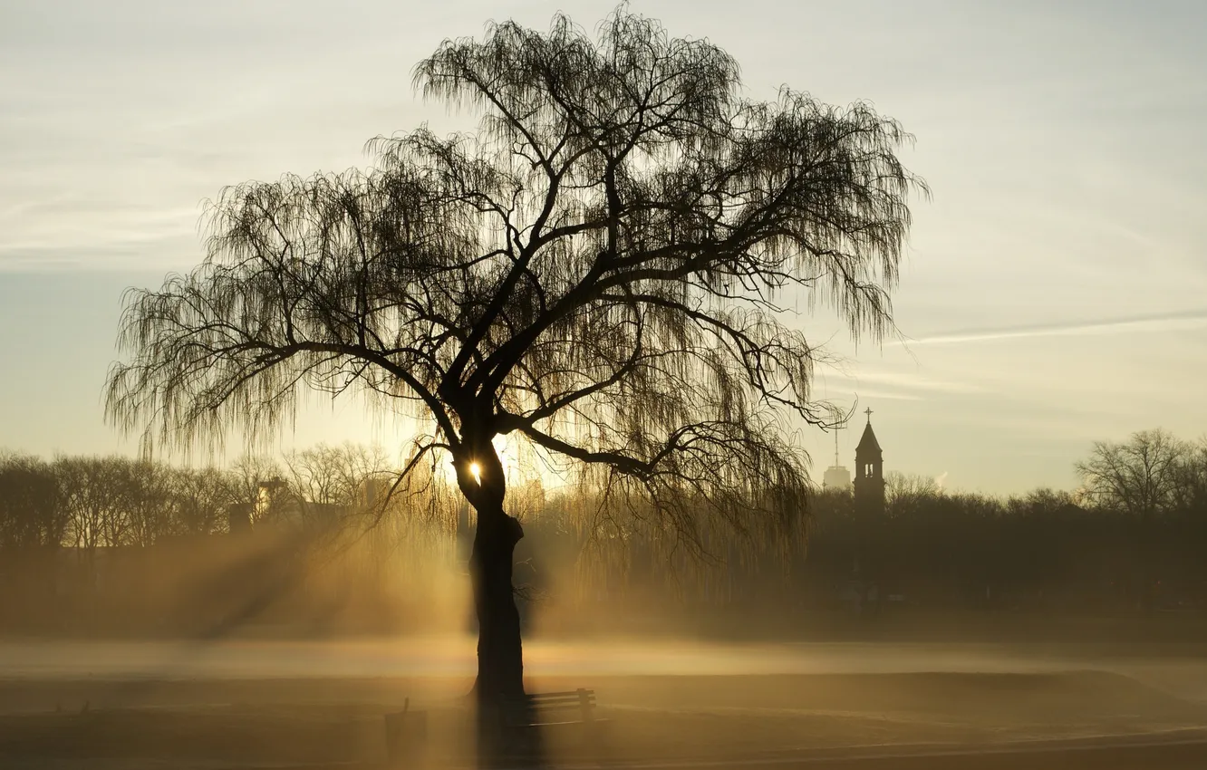 Фото обои свет, туман, дерево, Chicago, Lincoln Park