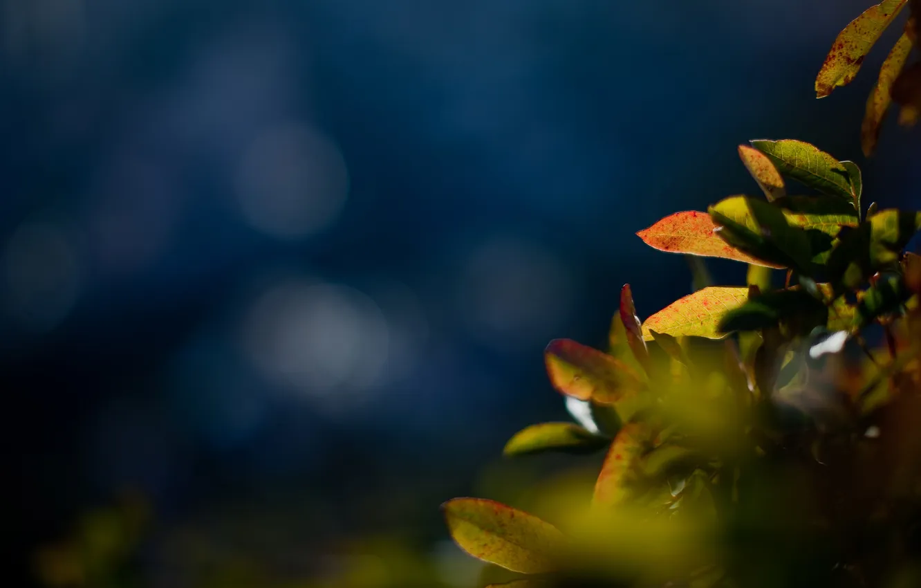 Фото обои листья, макро, синий, природа, фото, фон, растения