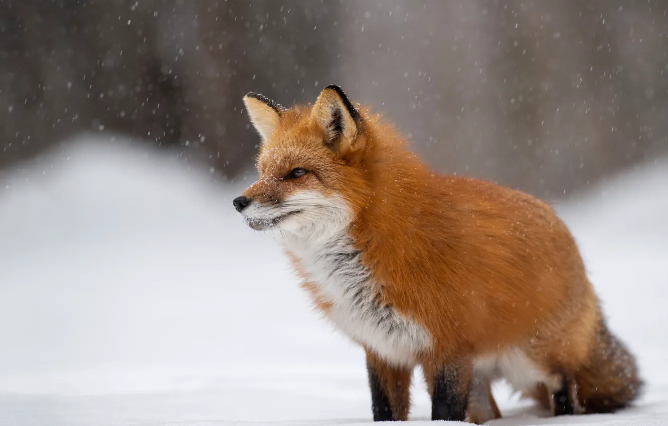 Фото обои зима, взгляд, морда, снег, природа, лиса, рыжая, сидит