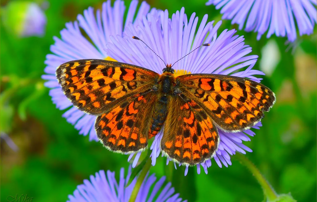 Фото обои Бабочка, Macro, Butterfly, Макро., Астры, Asters