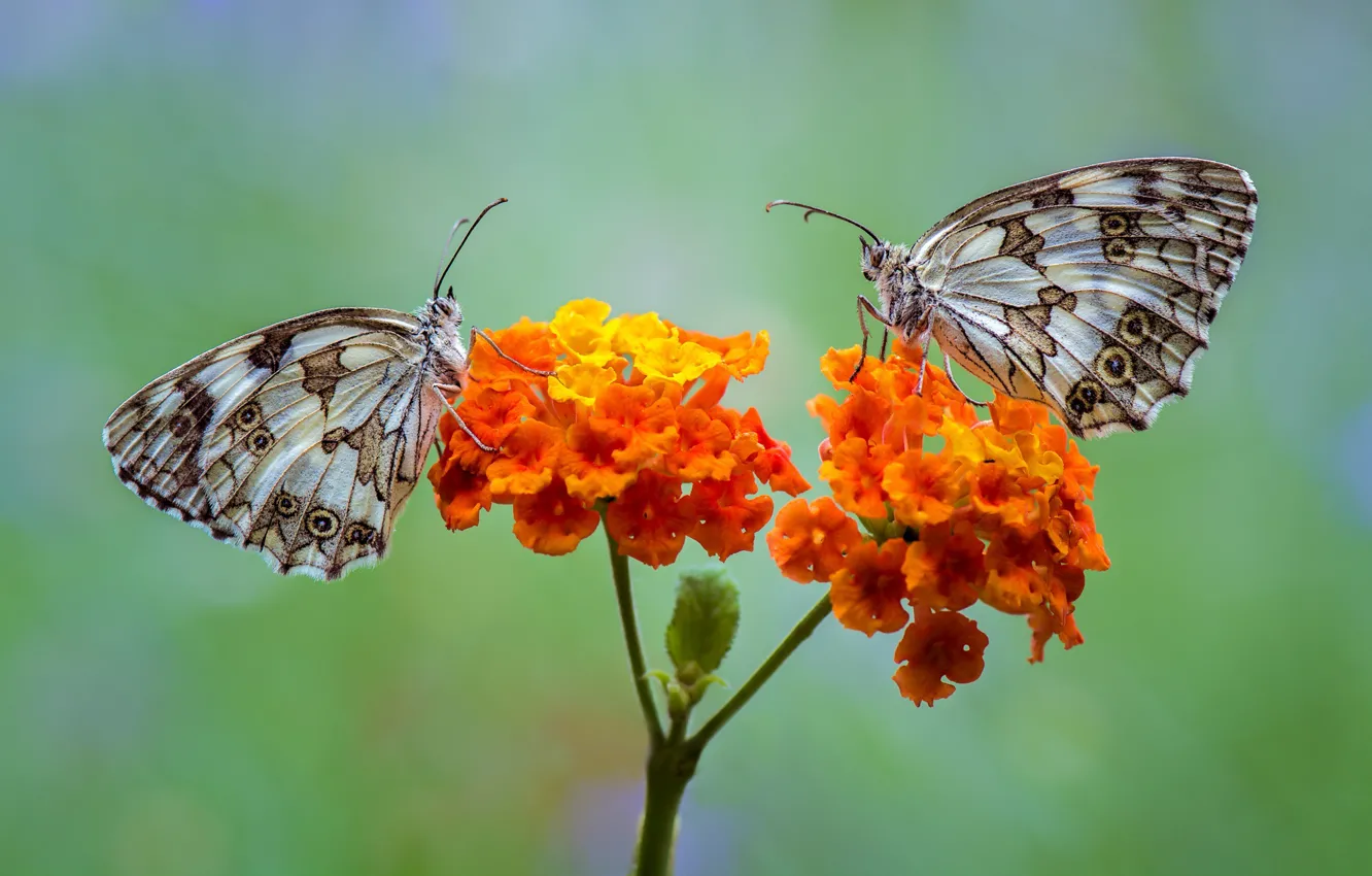 Фото обои цветок, бабочки, пара, пестроглазка галатея