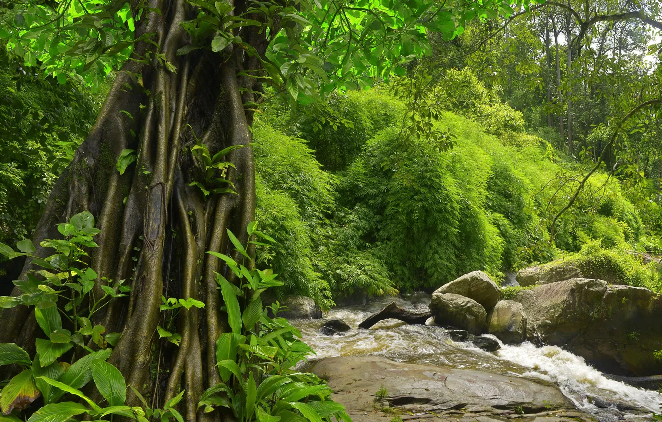 Фото обои деревья, природа, тропики, джунгли