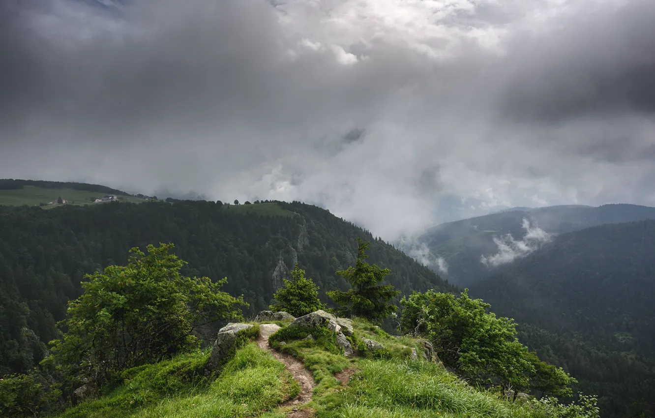 Фото обои облака, горы, растительность, тропинка, Summer's fog