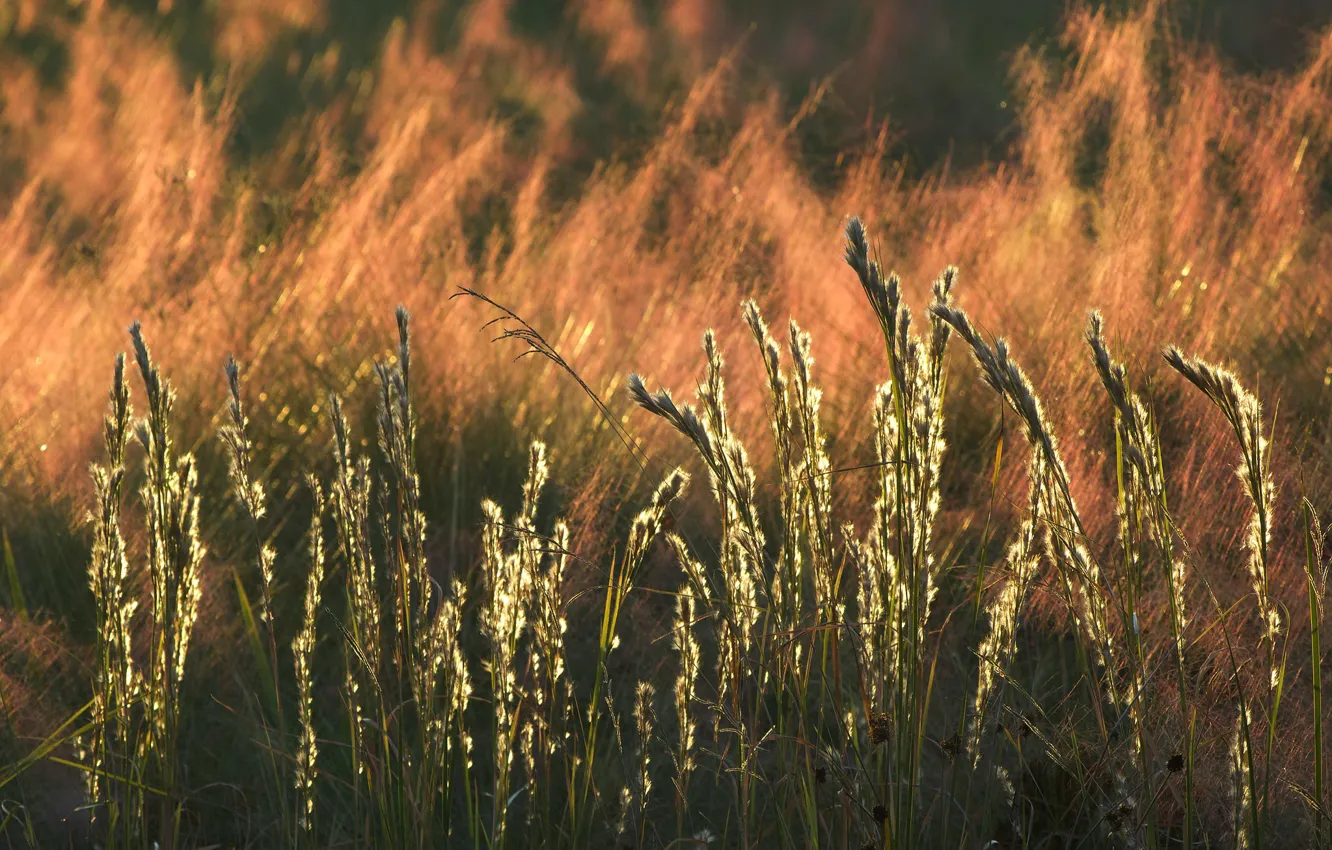 Фото обои осень, трава, природа
