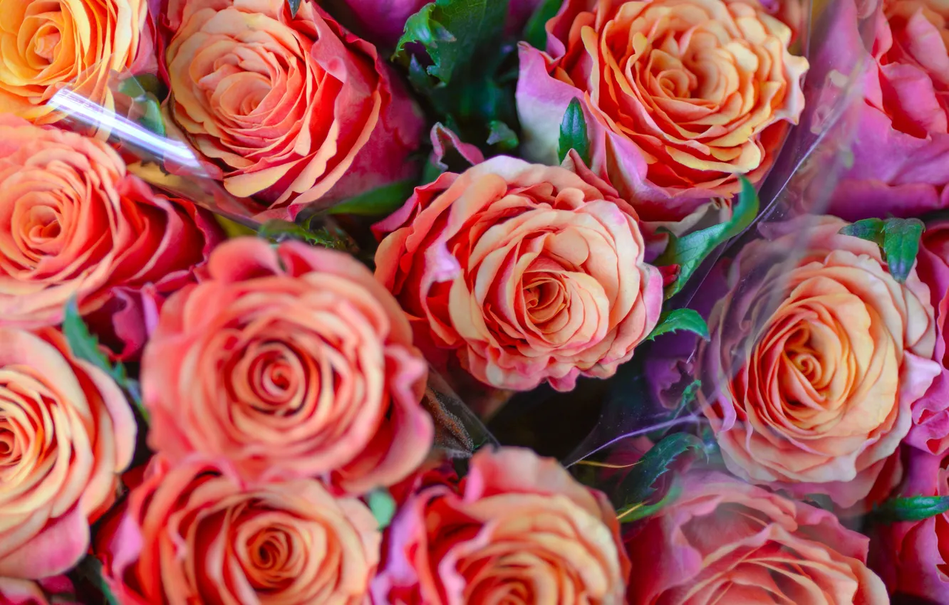 Фото обои цветы, розы, букет, розовые, много, боке