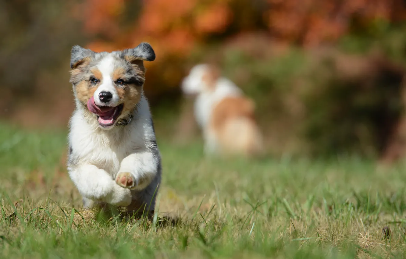 Фото обои собака, щенок, Австралийская овчарка, Аусси