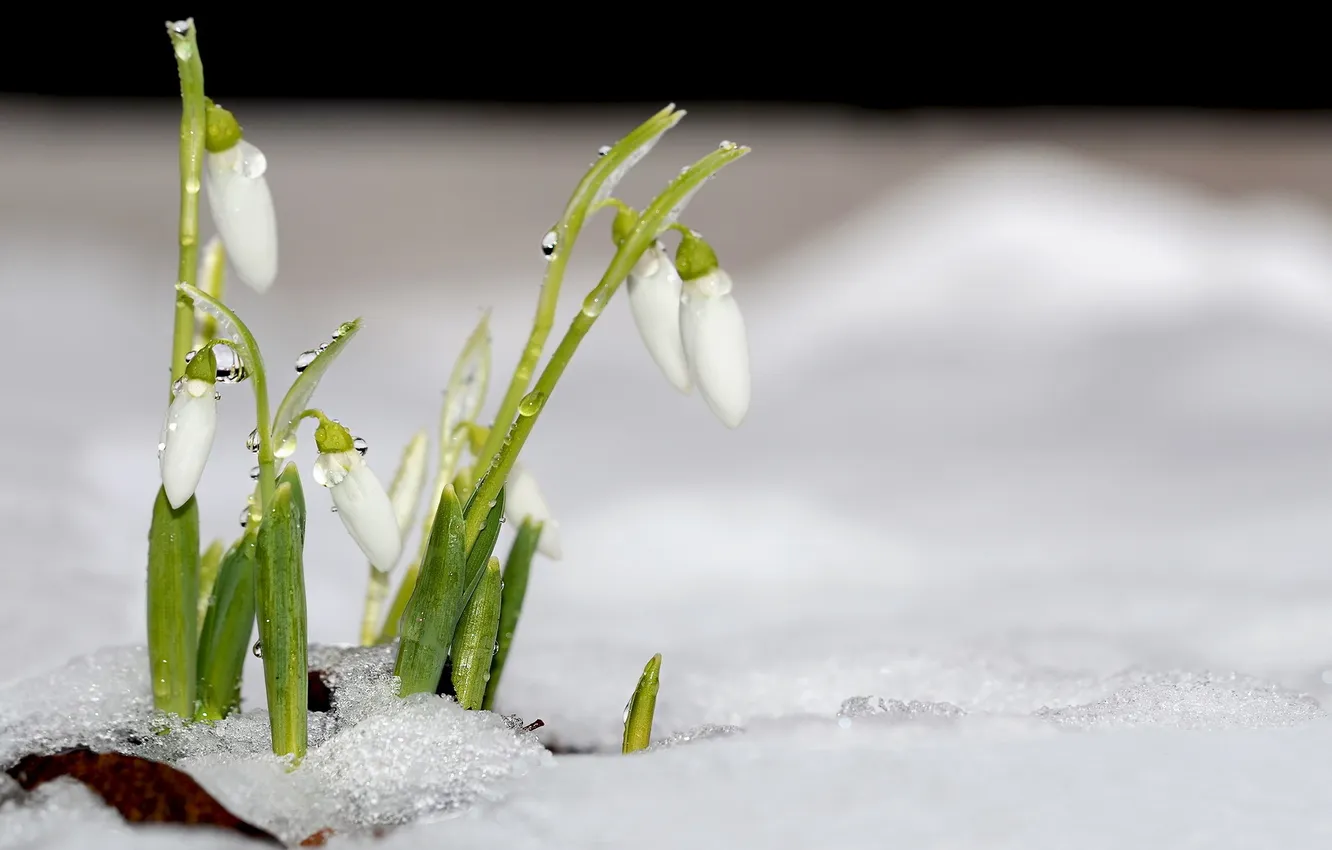 Фото обои капли, снег, цветы, природа, весна