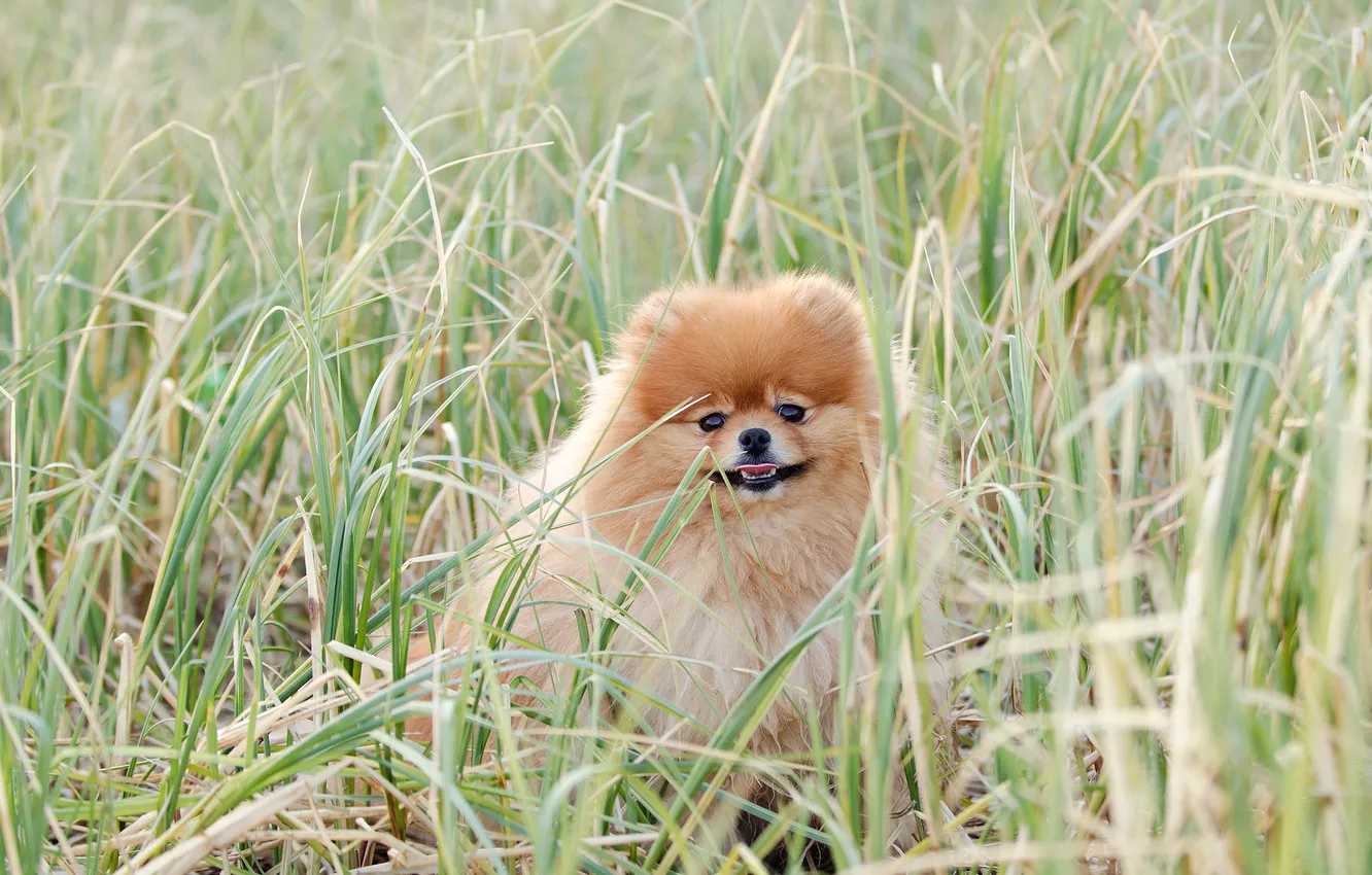 Фото обои трава, собака, пёс, шпиц