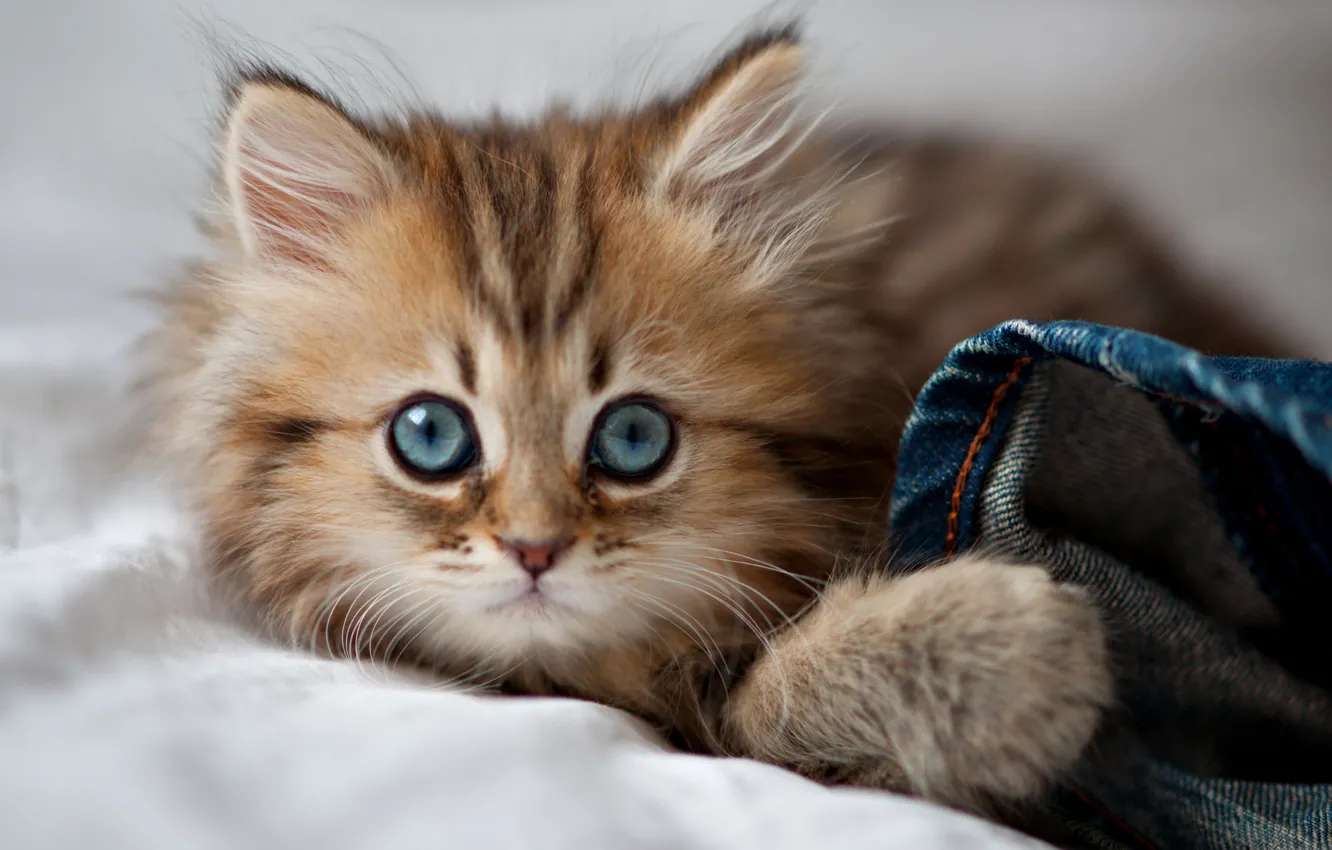 Фото обои кошка, глаза, eyes, cat, blue eyes, kitty, cute, paws