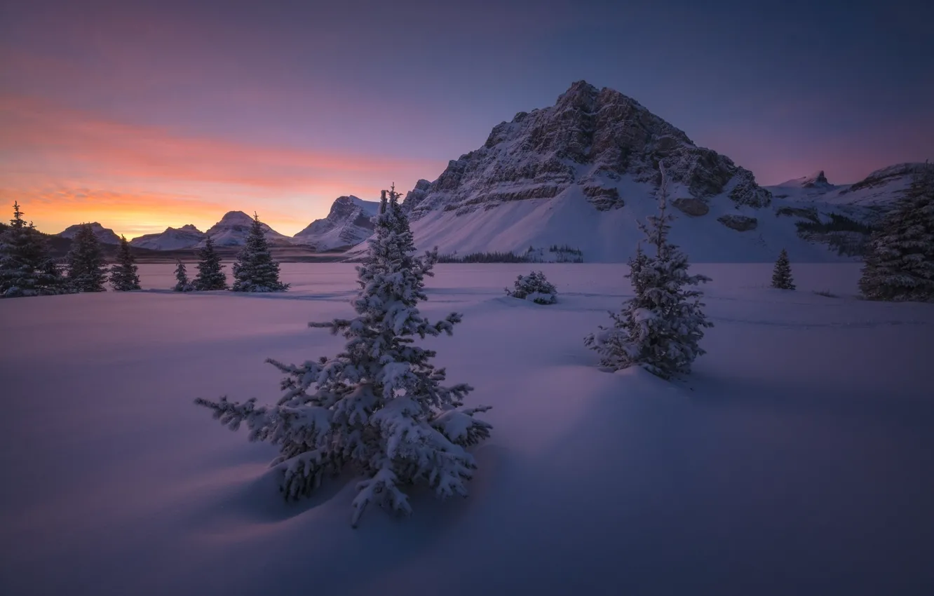 Фото обои снег, горы, рассвет, утро, ели, Канада, Альберта, Banff National Park