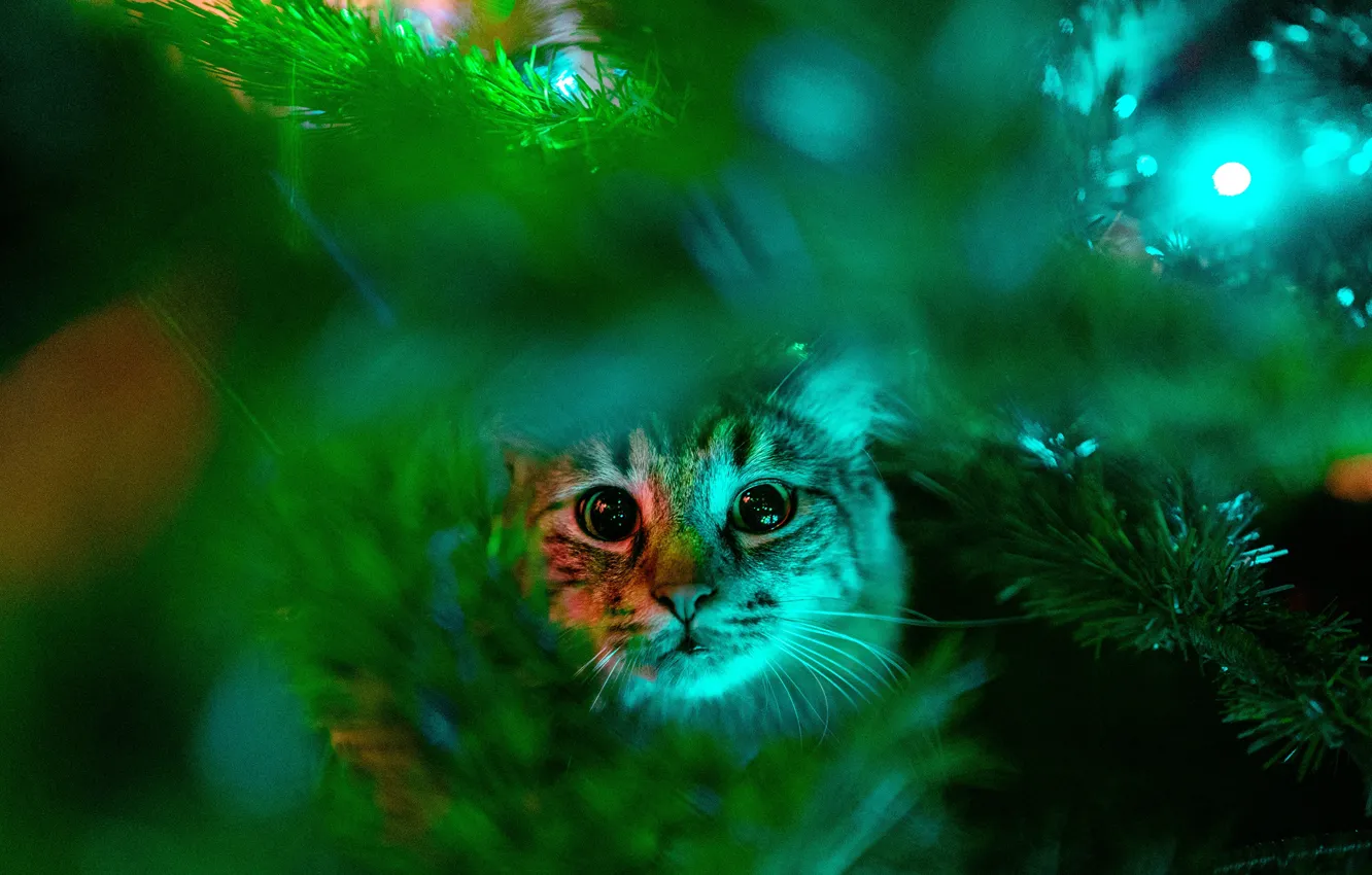 Фото обои зелень, кошка, кот, взгляд, морда, ветки, Рождество, Новый год
