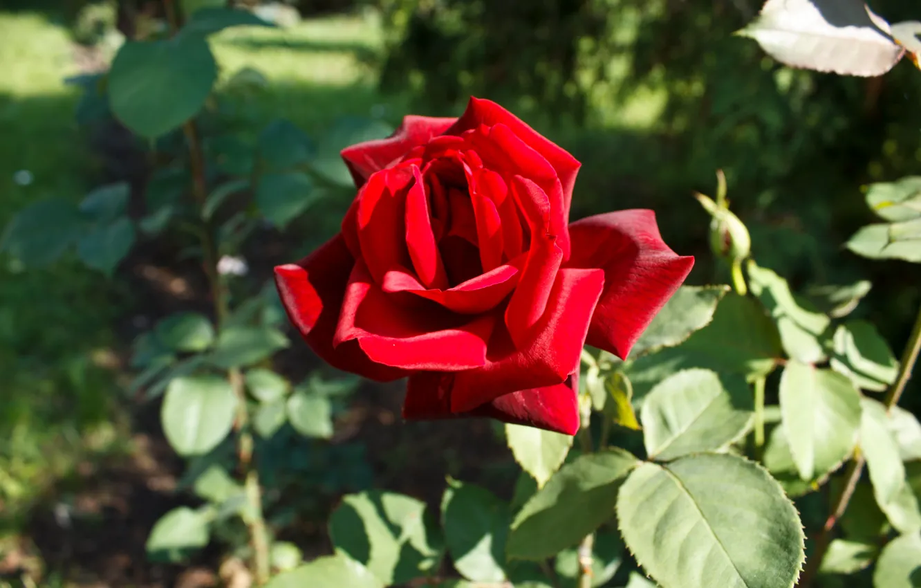 Фото обои Боке, Bokeh, Red rose, Красная роза