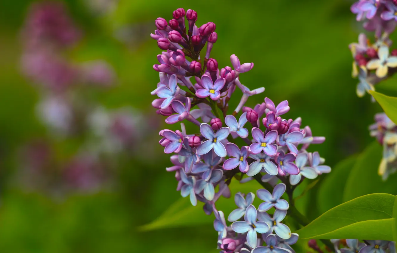 Фото обои spring, lilac, twig, blooming