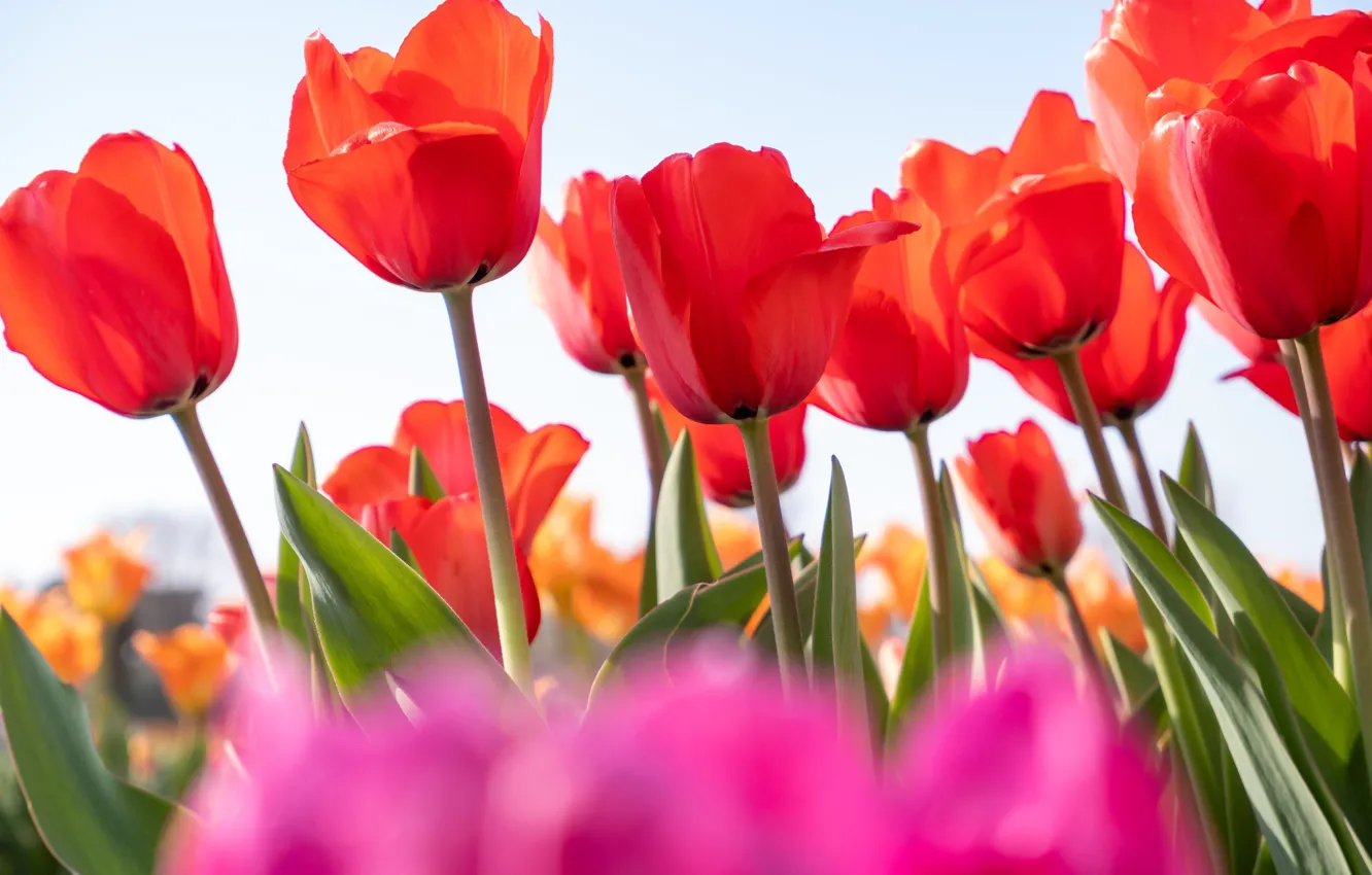 Фото обои весна, лепестки, тюльпаны