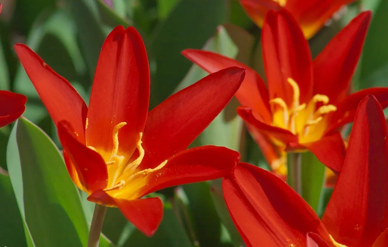 Фото обои тюльпаны, красные, red, Tulips