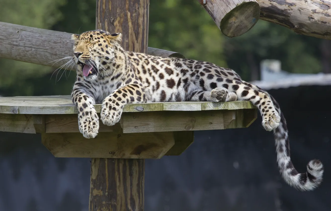 Фото обои отдых, хищник, лапы, хвост, дикая кошка, зевает, зоопарк, амурский леопард