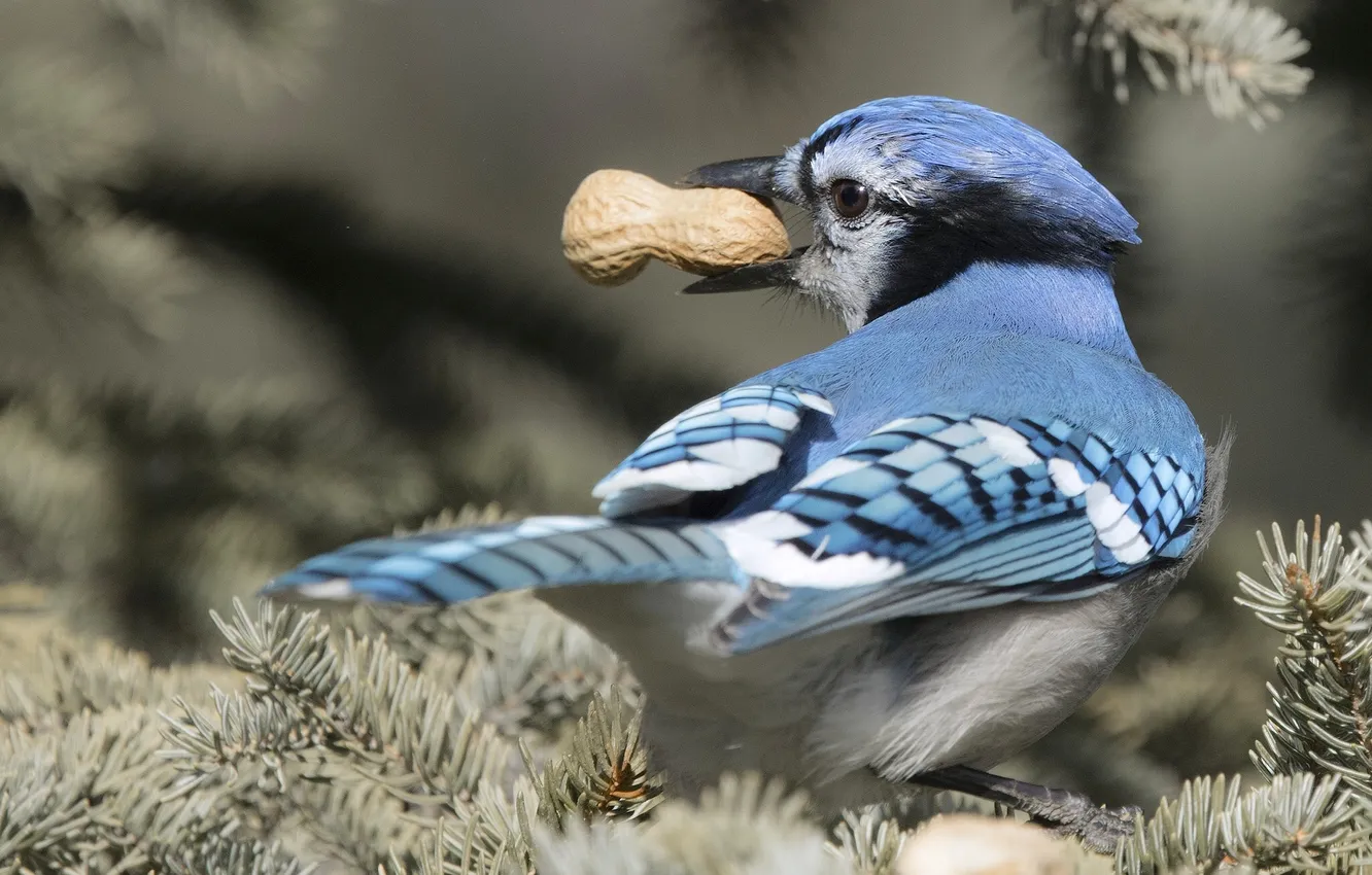 Фото обои птица, арахис, Голубая сойка