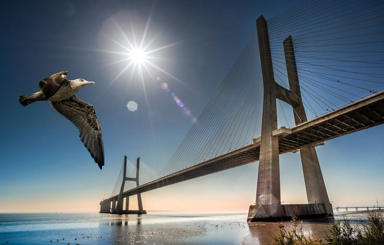 Фото обои мост, птица, чайка, Португалия, Лиссабон