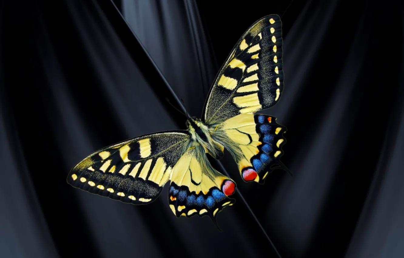 Фото обои butterfly, scene, contrast, black silk