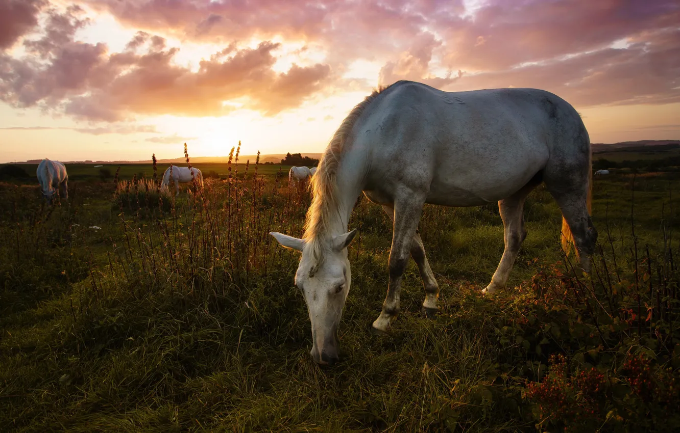 Фото обои поле, белый, лето, небо, трава, закат, поза, конь