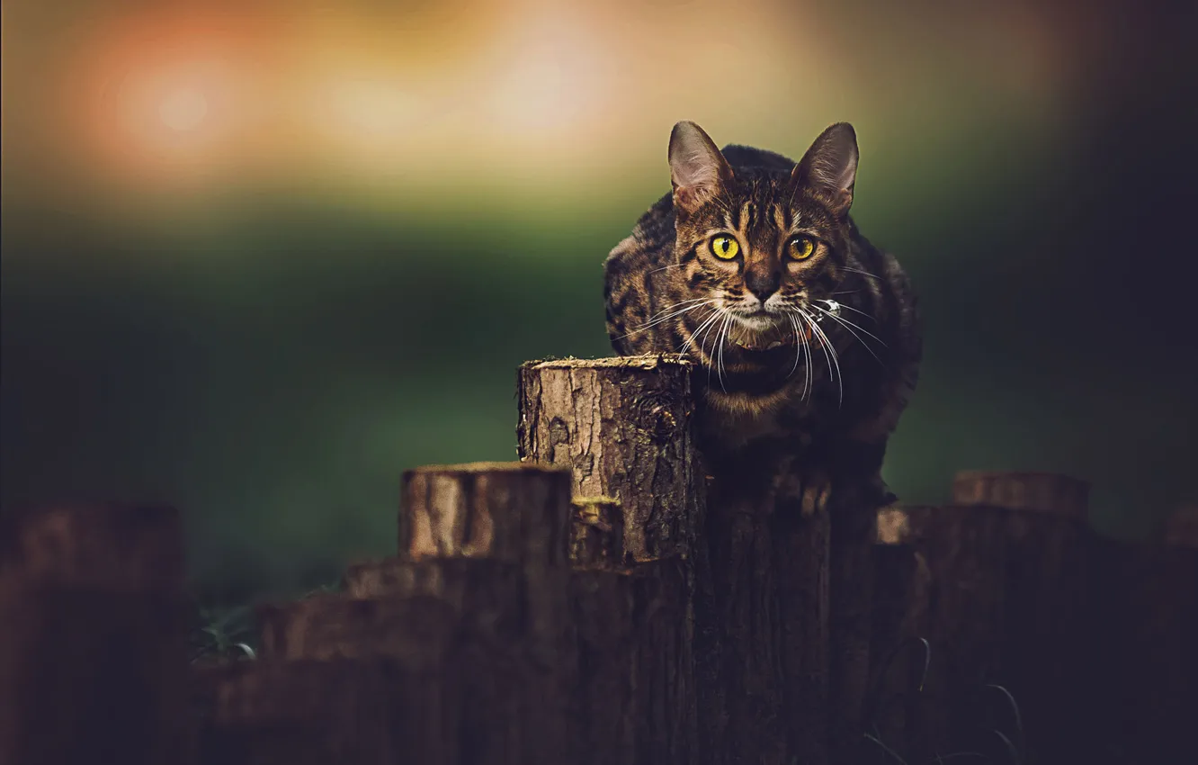 Фото обои кошка, кот, взгляд, природа, поза, мордашка, пеньки