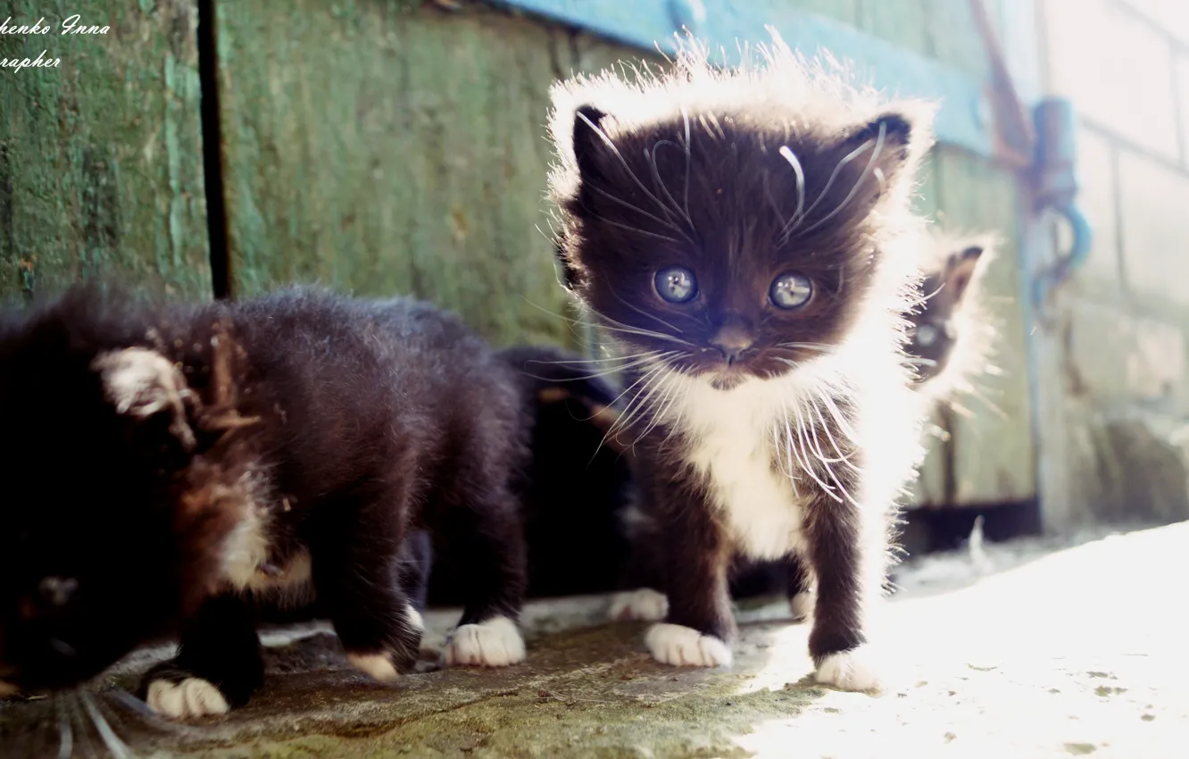 Фото обои котенок, черный, украина