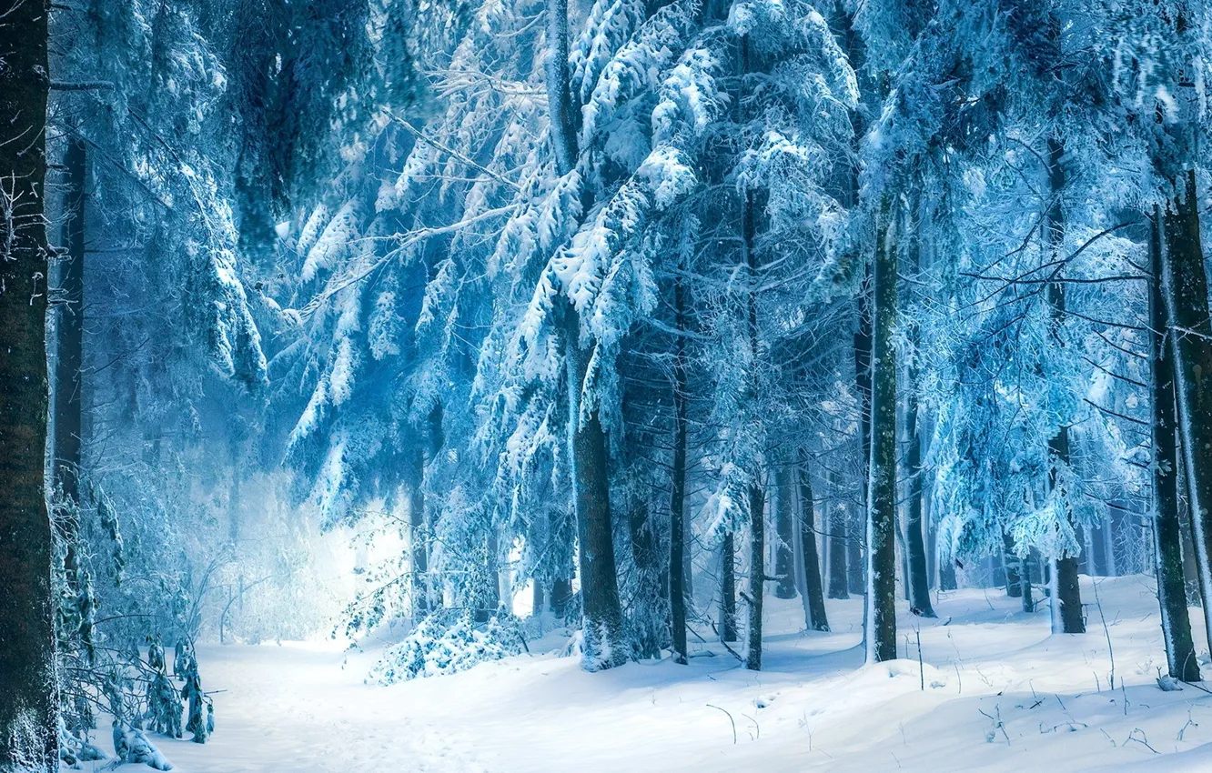 Фото обои зима, снег, деревья, Лес