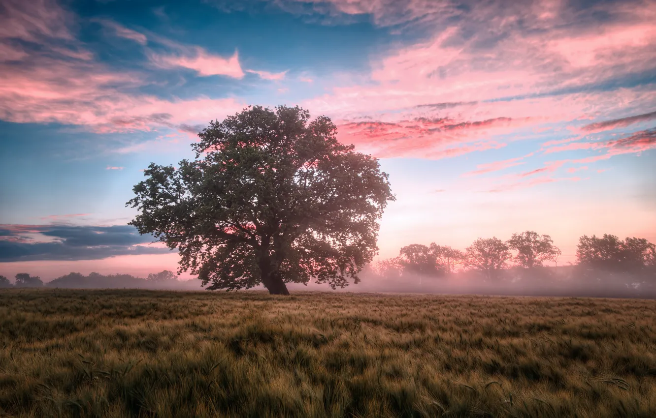 Фото обои поле, пейзаж, природа, туман, дерево, рассвет, утро
