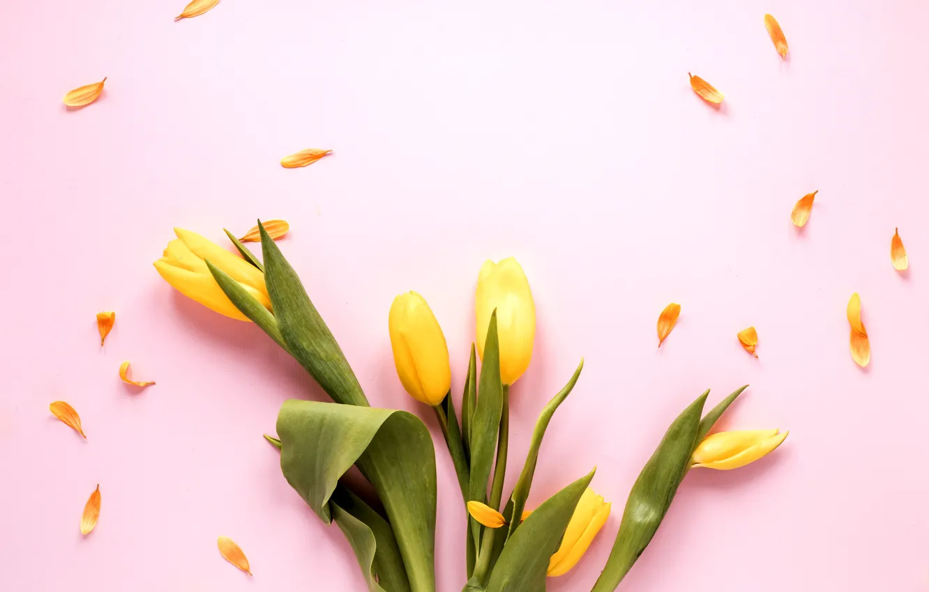Фото обои цветы, желтые, тюльпаны, розовый фон, yellow, pink, flowers, tulips
