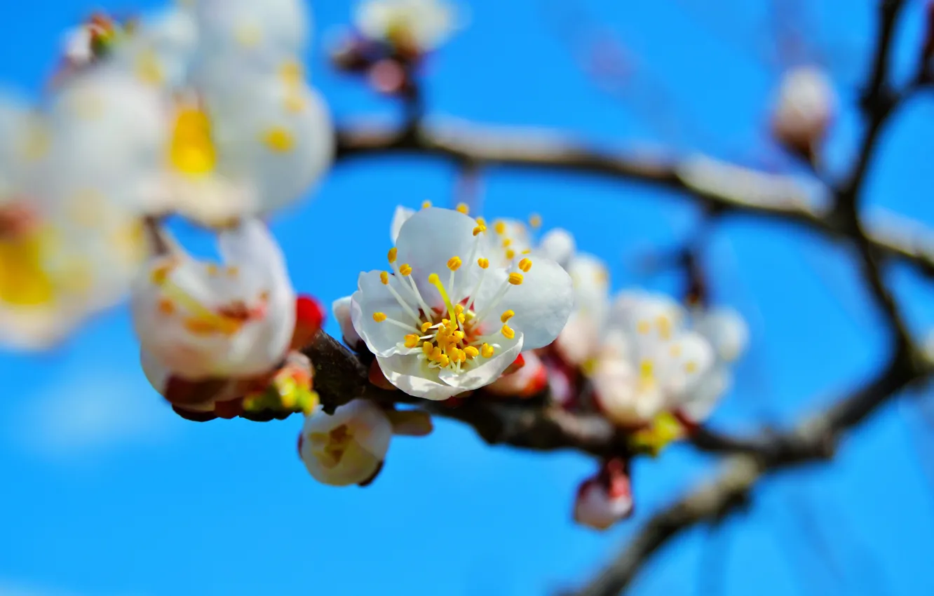 Фото обои цветы, дерево, ветка, весна, абрикос, цветение