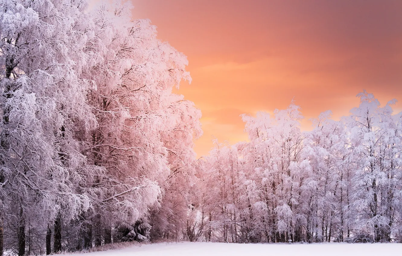Фото обои зима, деревья, природа